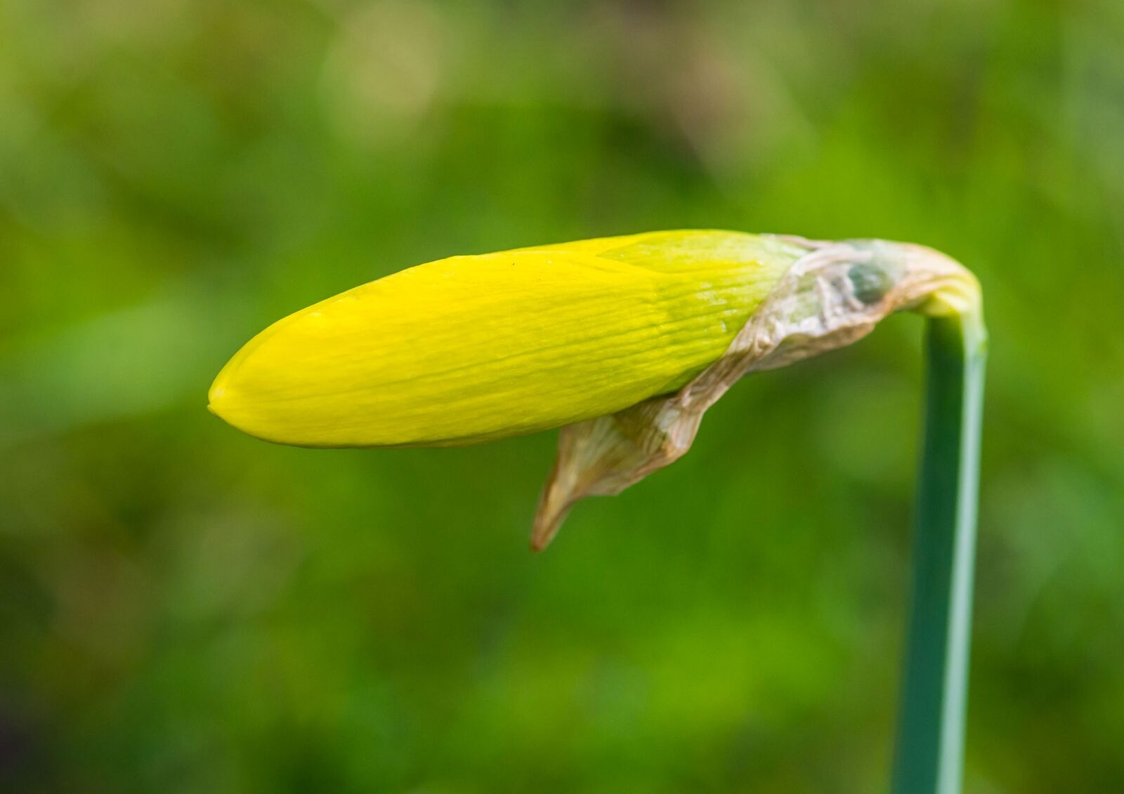 Garden where you’re planted 4/3–4/10